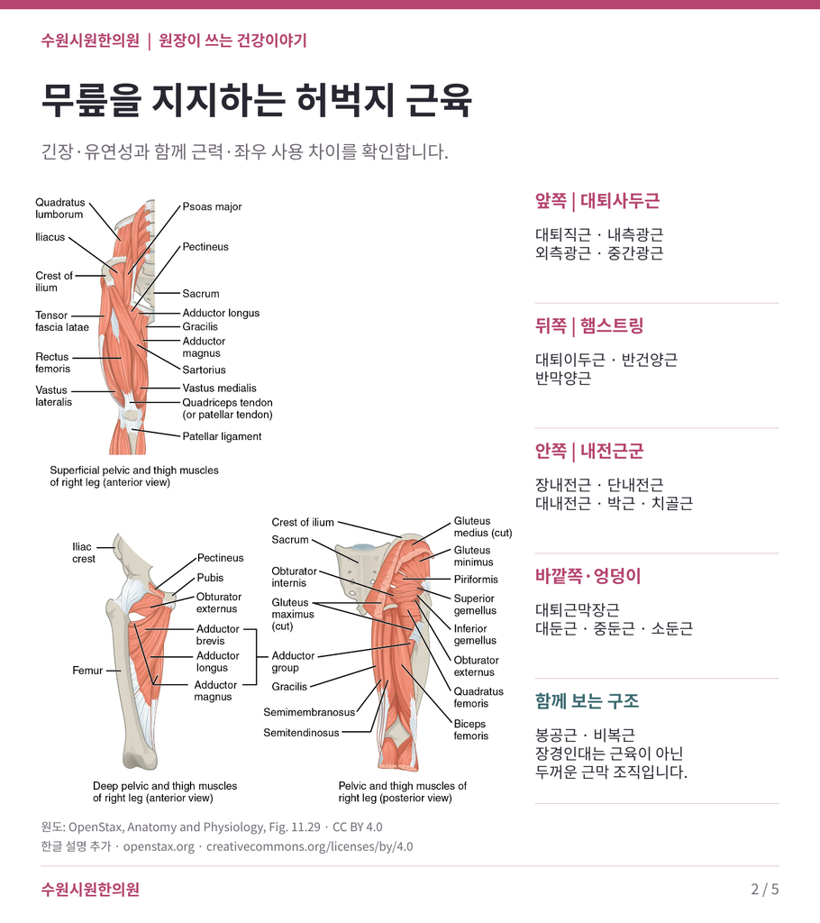 무릎이 마친다? 무릎통증은 연골과 허벅지 근육을 함께 살펴야 합니다